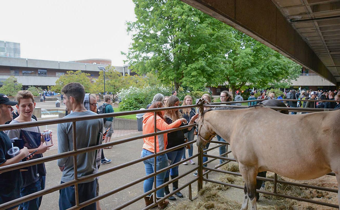 Students greet horses in the Linn-Benton Community College courtyard